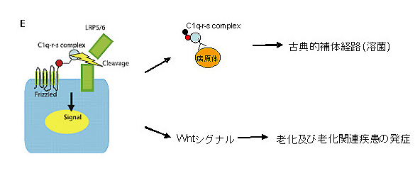 http://www.med.keio.ac.jp/gcoe-stemcell/treatise/img/img_20130319_01_03.jpg